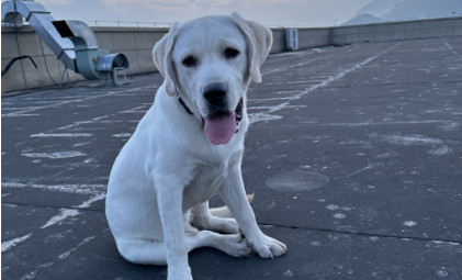 milantiyu-数十亿资金入局，他们想让汪星人活得更久一些